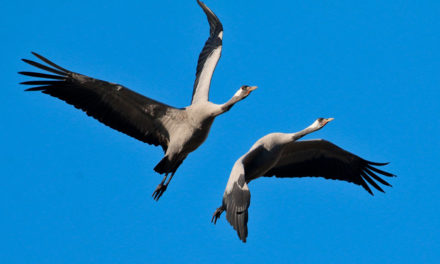 Les grues cendrées passent l’hiver en Camargue gardoise