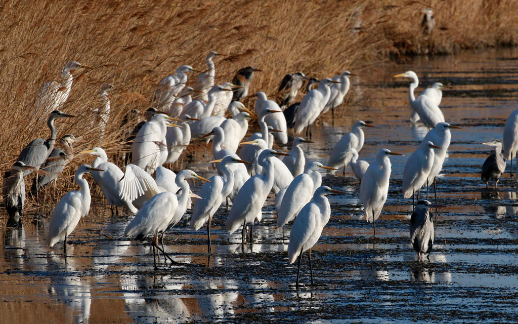 Balades hivernales au Scamandre