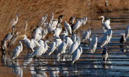 Balades hivernales au Scamandre
