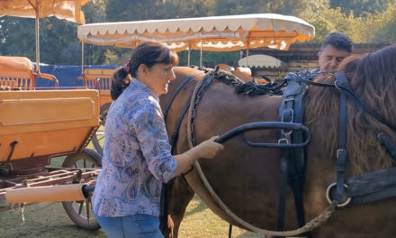 Pourquoi pas une balade en Calèche pour la Saint-Valentin ?