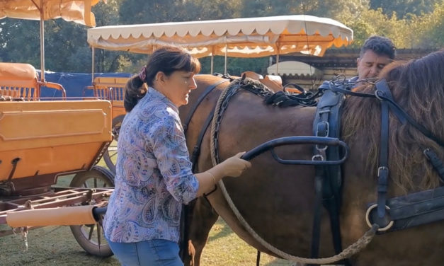 Pourquoi pas une balade en Calèche pour la Saint-Valentin ?