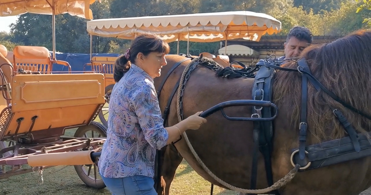 Pourquoi pas une balade en Calèche pour la Saint-Valentin ?