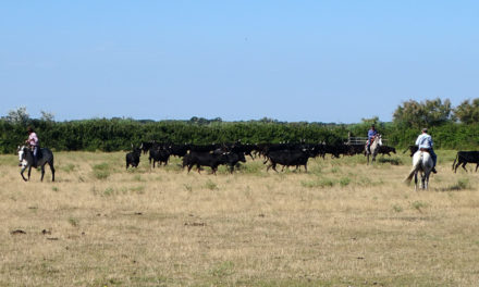 La fédération des manadiers prépare son assemblée générale et se mobilise