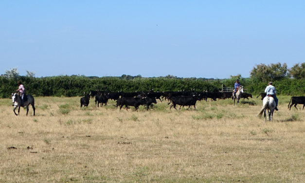 La fédération des manadiers prépare son assemblée générale et se mobilise