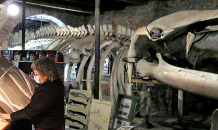 Voyage au cœur de la baleine, une rencontre insolite