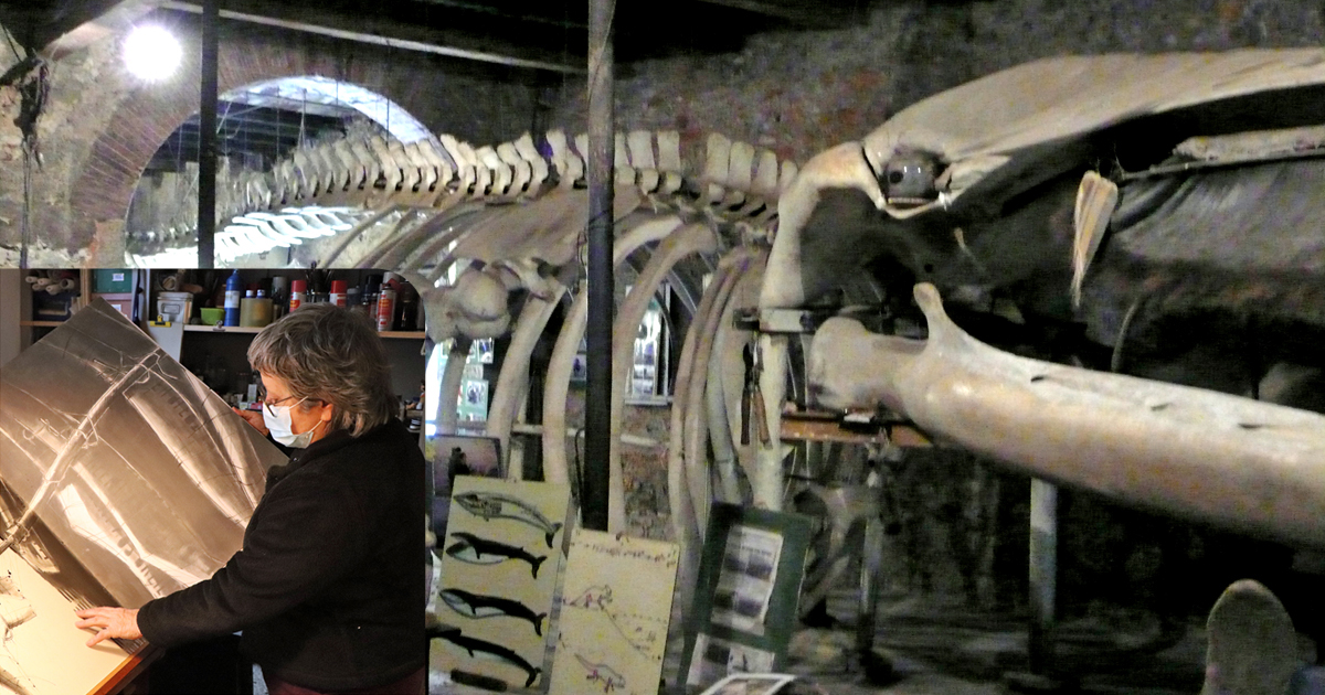 Voyage au cœur de la baleine, une rencontre insolite