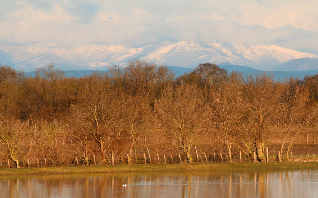 Au mas d’Anglas la bouvine et la biodiversité sont en symbiose.