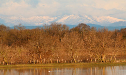 Au mas d’Anglas la bouvine et la biodiversité sont en symbiose.