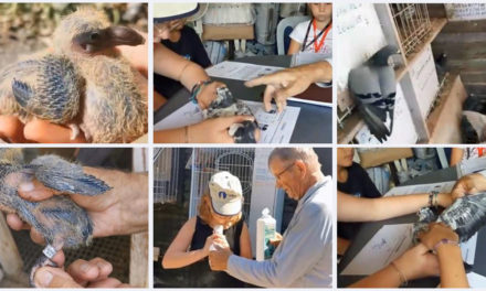 Un cahier pédagogique pour les jeunes colombophiles cailarens