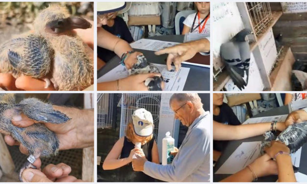 Un cahier pédagogique pour les jeunes colombophiles cailarens