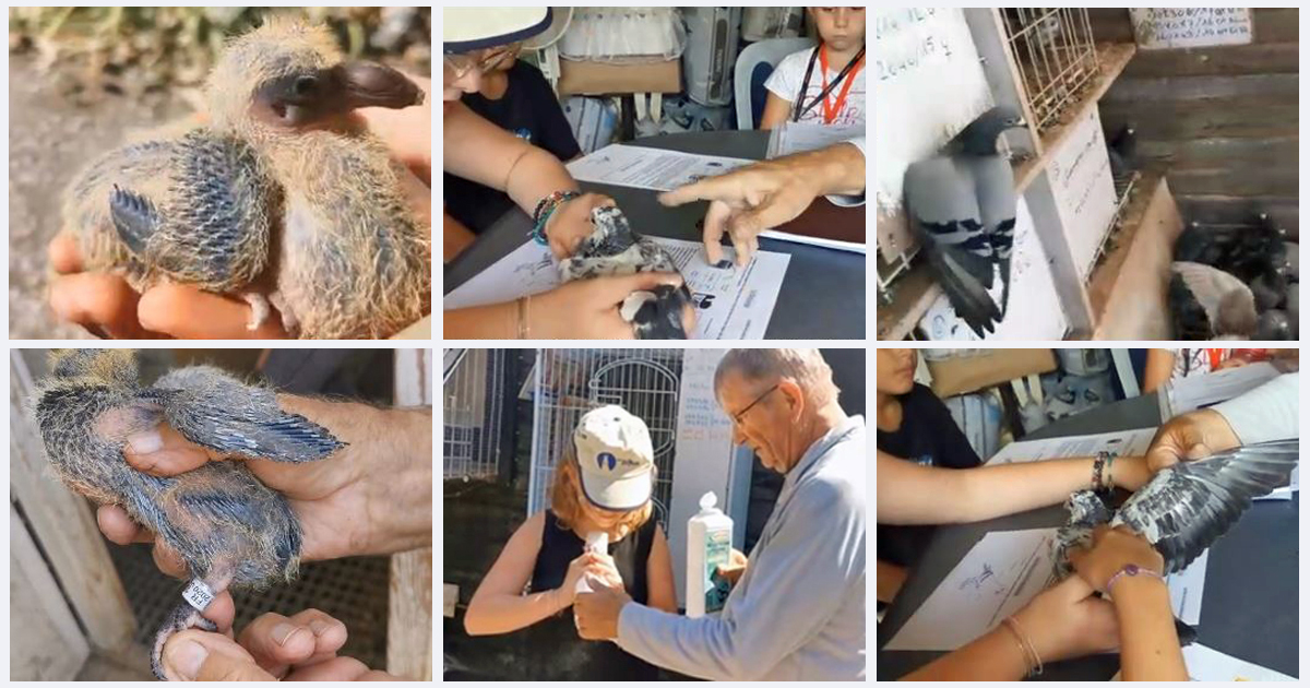 Un cahier pédagogique pour les jeunes colombophiles cailarens