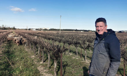 800 moutons pâturent les vignes du Vistre