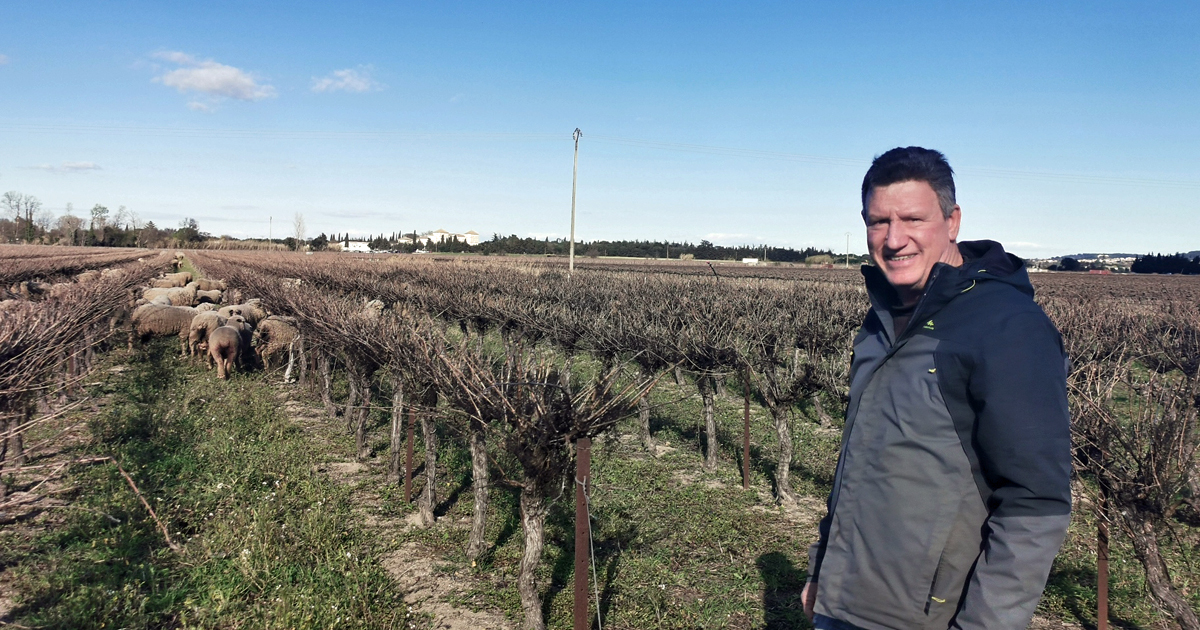 800 moutons pâturent les vignes du Vistre