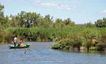 Camargue Gardoise : Sorties nature du printemps