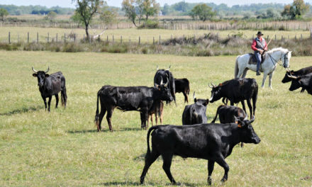 manadiers : le président de la C.C. de Petite Camargue interpelle et alerte le gouvernement