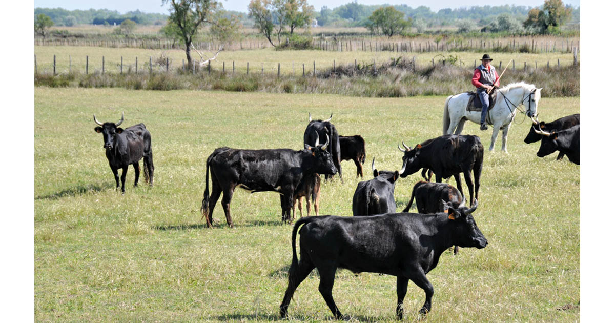 manadiers : le président de la C.C. de Petite Camargue interpelle et alerte le gouvernement