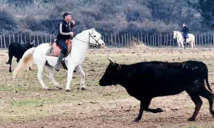 Découvrir ou peaufiner le tri de bétail avec Renaud Vinuesa