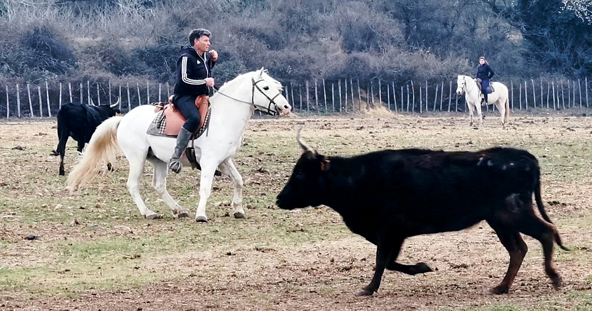 Découvrir ou peaufiner le tri de bétail avec Renaud Vinuesa