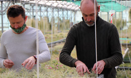 Le Tillandsia, une production atypique de plantes épiphytes au Cailar