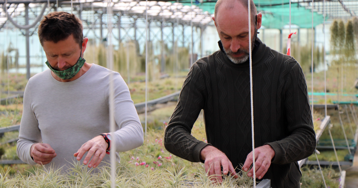 Le Tillandsia, une production atypique de plantes épiphytes au Cailar