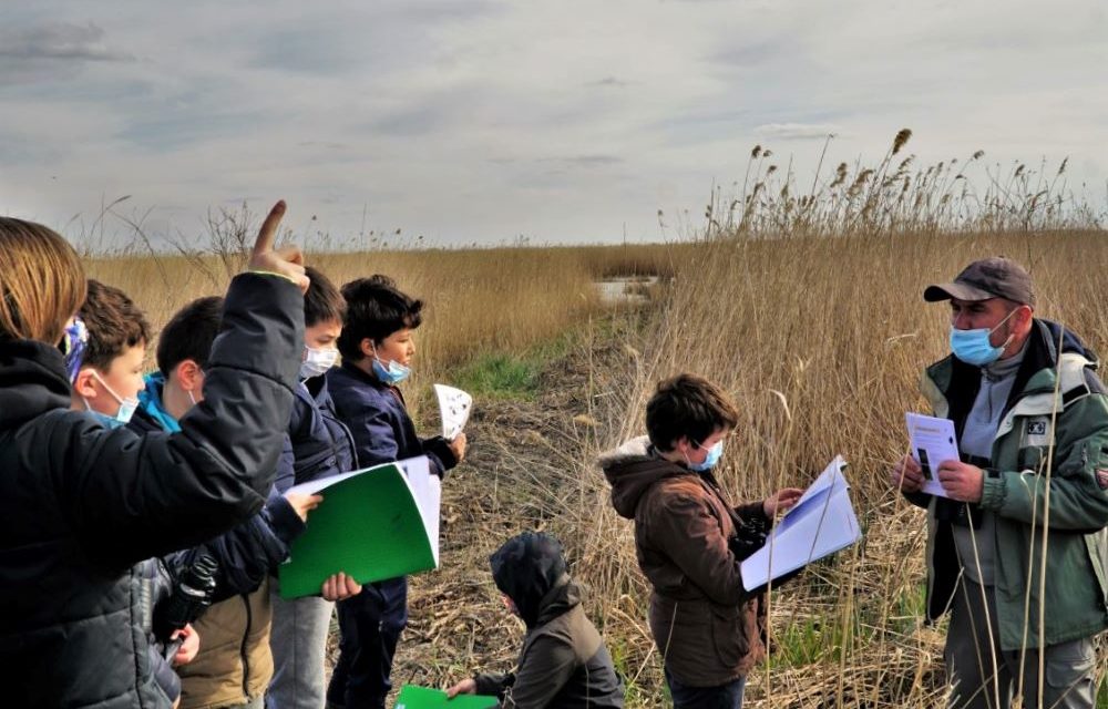 Découverte de la roseliére au pont de Franquevaux