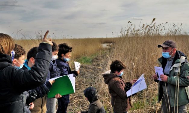 Découverte de la roseliére au pont de Franquevaux