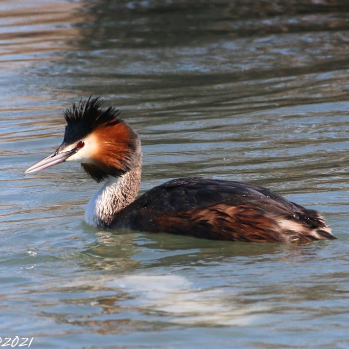 Grèbe Huppé