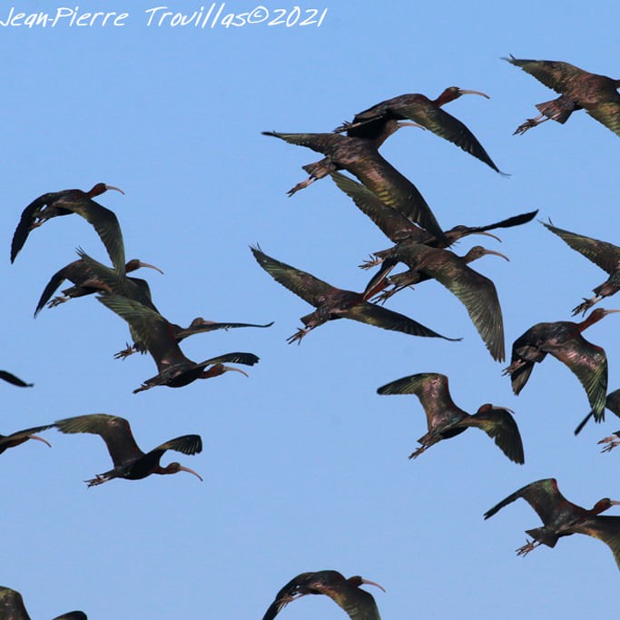 Vol d'Ibis falcinelles