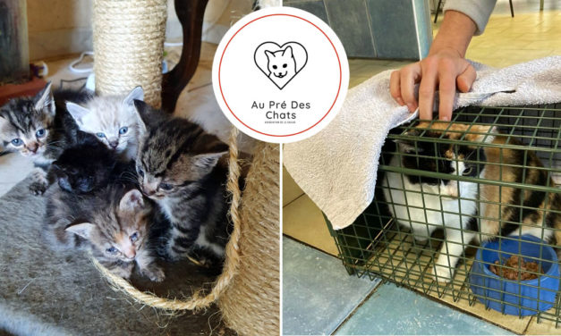 Le Cailar : L’association « Au pré des Chats » organise sa journée champêtre