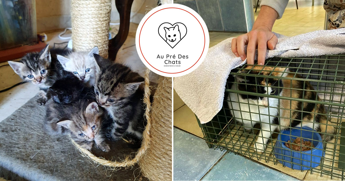 Le Cailar : L’association « Au pré des Chats » organise sa journée champêtre