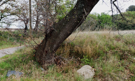 Dimanche 2 mai, Nettoyons la nature