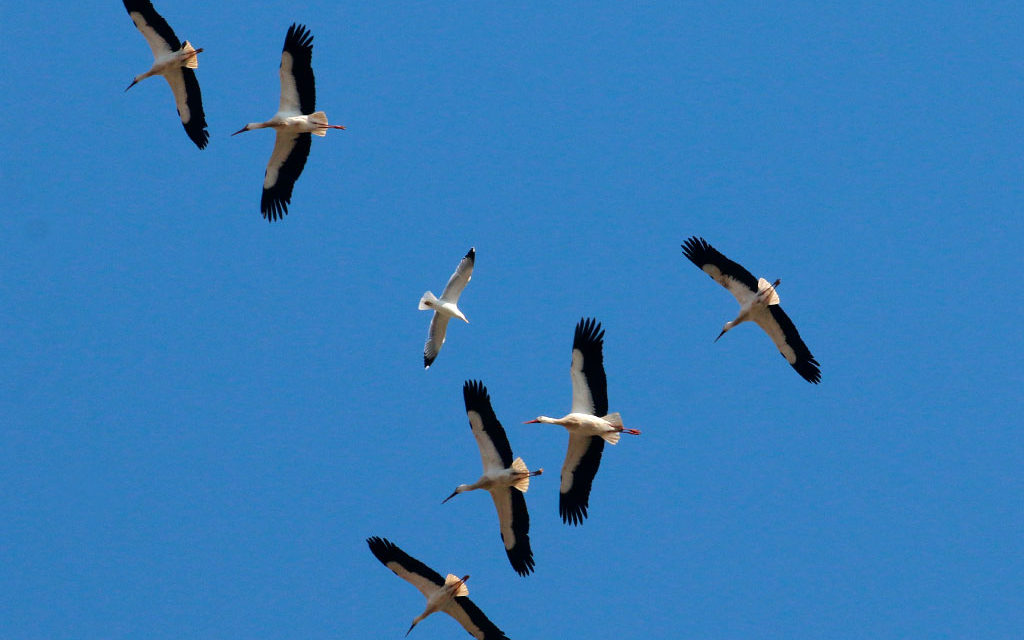 La migration bat son plein en Camargue gardoise
