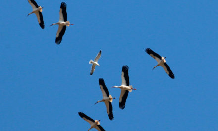 La migration bat son plein en Camargue gardoise