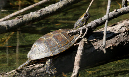 Une tortue mal connue