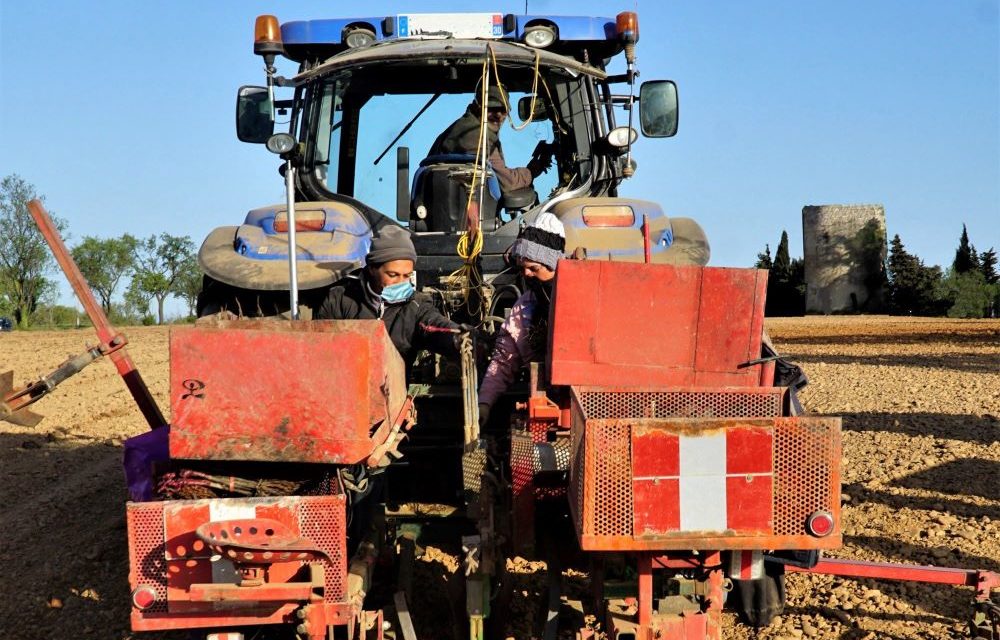 Plantation de vignes et technologie de Pointe