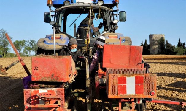 Plantation de vignes et technologie de Pointe