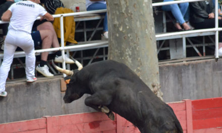 Le Cailar : Le trophée Lou Sanglié met les Taù à l’honneur