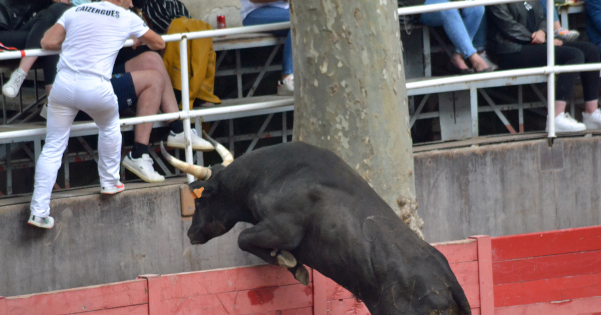 Le Cailar : Le trophée Lou Sanglié met les Taù à l’honneur