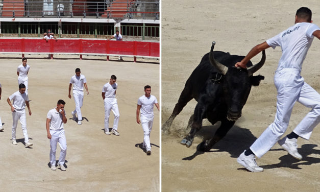 Course camarguaise : Les Prémices sont de retour
