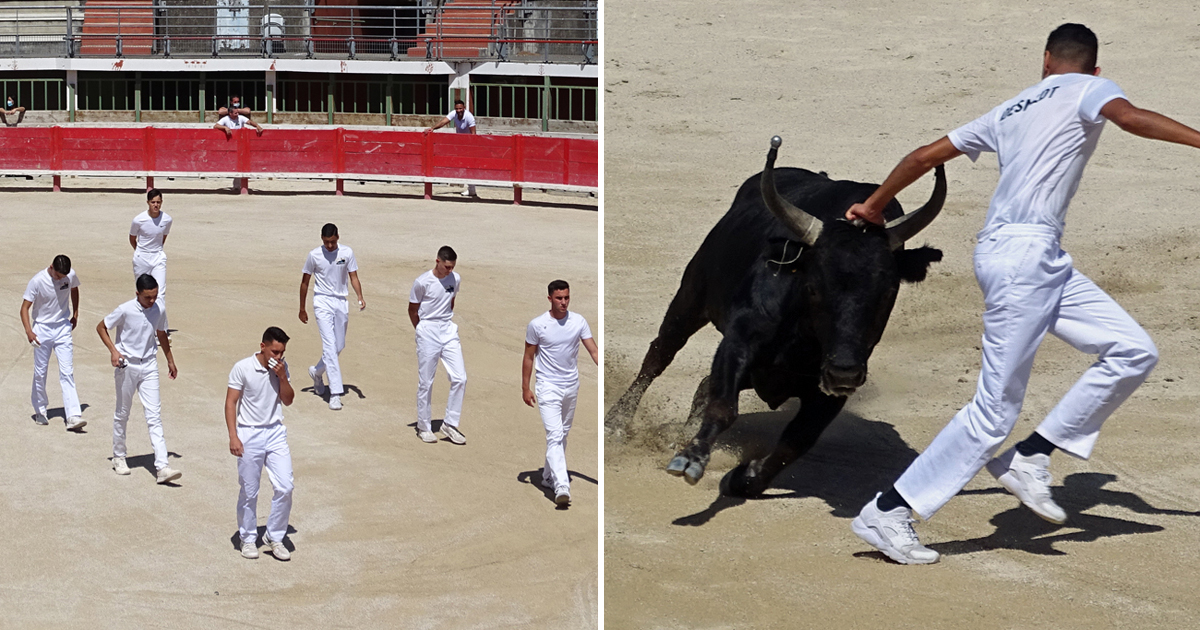 Course camarguaise : Les Prémices sont de retour