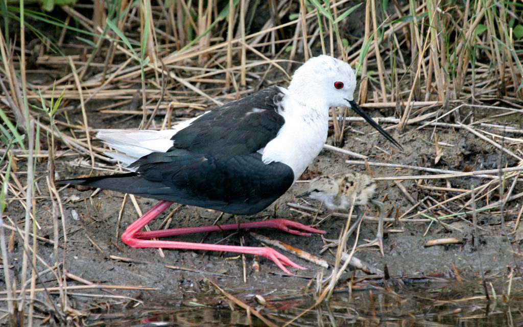 Le Centre Ornithologique du Gard participe à des enquêtes sur l’avifaune en Camargue gardoise