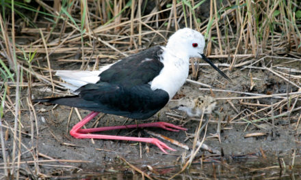 Le Centre Ornithologique du Gard participe à des enquêtes sur l’avifaune en Camargue gardoise