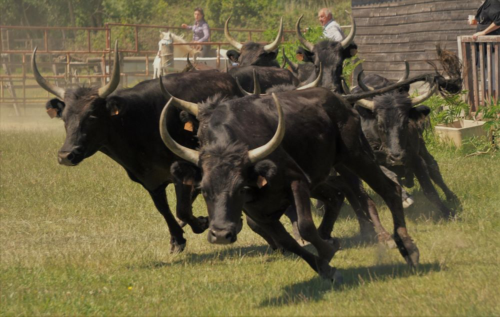passage des taureaux