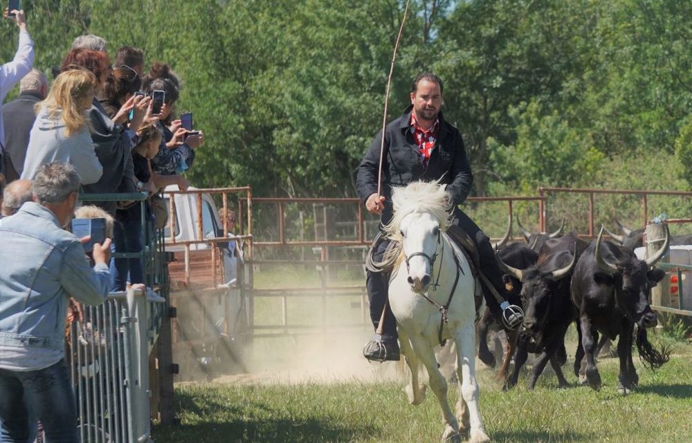 Reprise de la saison à la manade de Franquevaux