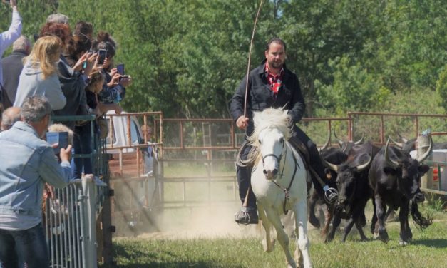 Reprise de la saison à la manade de Franquevaux