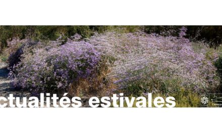 Sorties et animations de l’été en Camargue Gardoise