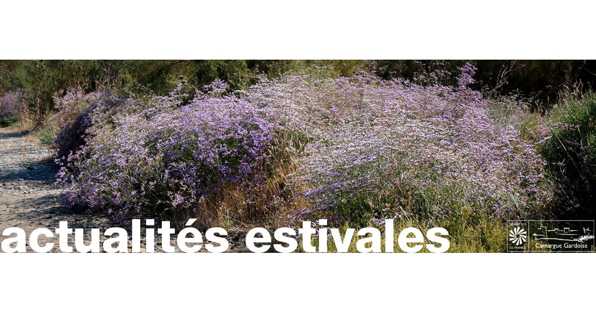 Sorties et animations de l’été en Camargue Gardoise