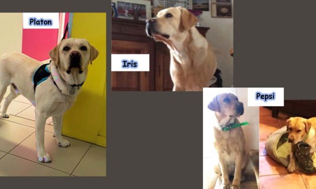 Les chiens sont à l’honneur au collège la Vallée Verte à Vauvert