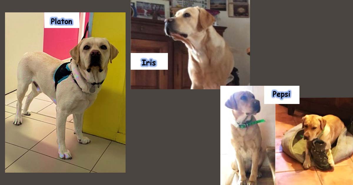 Les chiens sont à l’honneur au collège la Vallée Verte à Vauvert