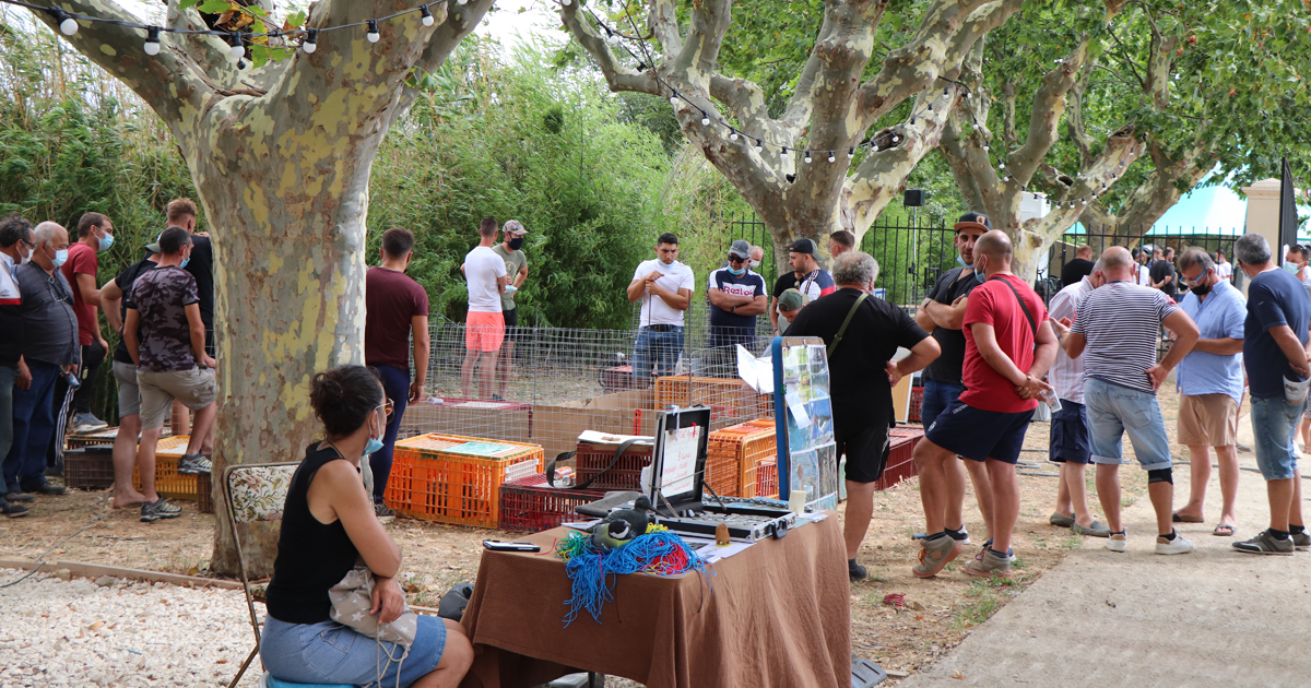 Foire des huttiers du Sud : 1 600 canards à la vente pour les passionnés de la chasse à l’eau